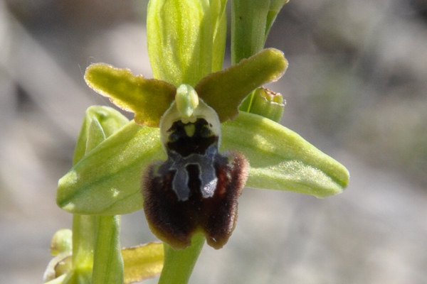 Ophrys sphegodes